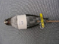 牡丹鸚鵡藏品圖，第2張